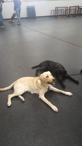 Pet Trainer «Especially For Pets Inc», reviews and photos, 424 Boston Post Rd, Sudbury, MA 01776, USA