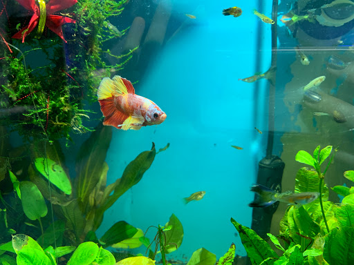 Tropical Fish Store «Reef eScape», reviews and photos, 11141 Lee Hwy, Fairfax, VA 22030, USA