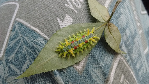 Grocery Store «Save-A-Lot», reviews and photos, 1357 N State St, North Vernon, IN 47265, USA