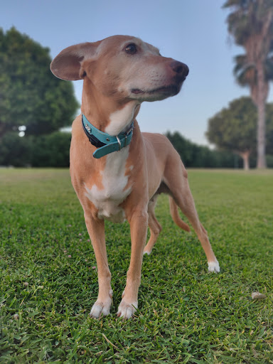 Clínica Veterinaria Don Pato en Málaga