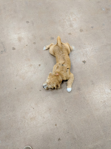 Pet Supply Store «PetPeople», reviews and photos, 1300 E 86th St, Indianapolis, IN 46240, USA