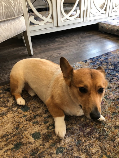 Pet Store «Oak Clips Pet Boutique & Grooming», reviews and photos, 502 N Edgefield Ave, Dallas, TX 75208, USA