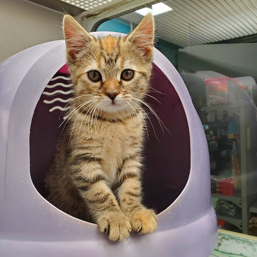 Pet Store «Friendly Pets», reviews and photos, 625 Friendly Center Rd, Greensboro, NC 27408, USA