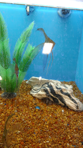 Pet Supply Store «PetSmart», reviews and photos, 5001 Sergeant Rd, Sioux City, IA 51106, USA