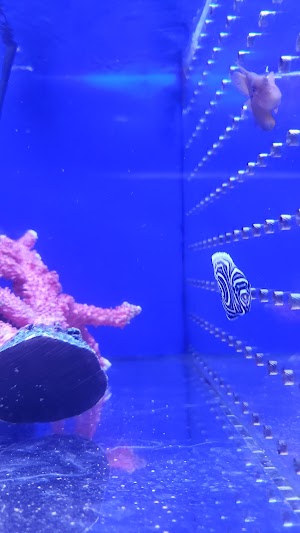 Blue Fish Aquarium - photo 74