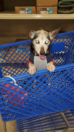 Pet Supply Store «PetSmart», reviews and photos, 150 Glynn Isle, Brunswick, GA 31525, USA