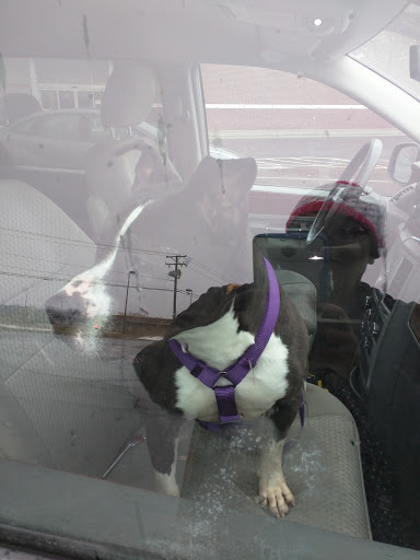 Pet Supply Store «PetSmart», reviews and photos, 23271 Eureka Rd, Taylor, MI 48180, USA