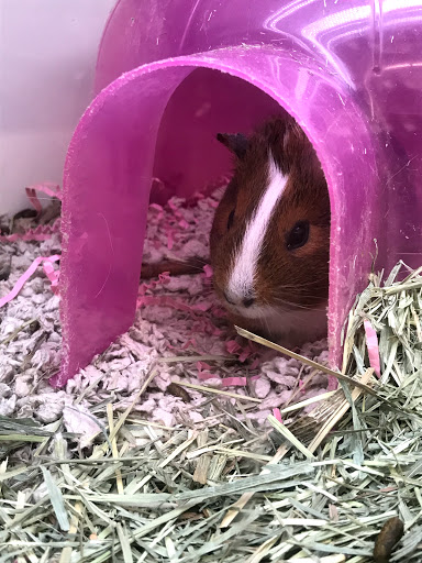 Pet Supply Store «Pet Supplies Plus», reviews and photos, 2912 Council Tree Ave #100, Fort Collins, CO 80525, USA