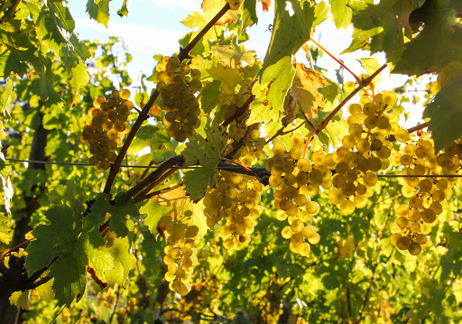 Winery «Bainbridge Vineyards», reviews and photos, 8989 NE Day Rd, Bainbridge Island, WA 98110, USA