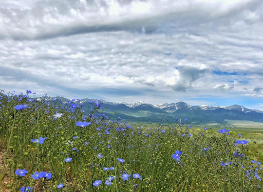 Forever Wildflowers, Inc.