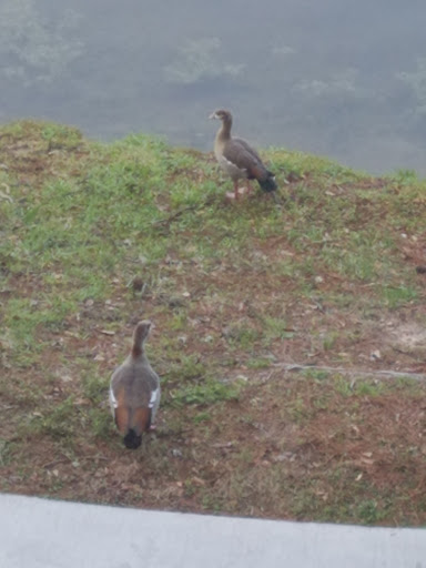 Golf Course «Golf Trails of the Woodlands», reviews and photos, 2311 N Millbend Dr, The Woodlands, TX 77380, USA