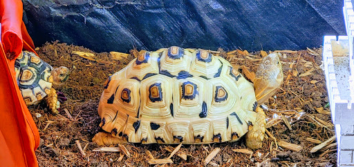 Pet Supply Store «PetSmart», reviews and photos, 7290 W Bell Rd, Glendale, AZ 85308, USA