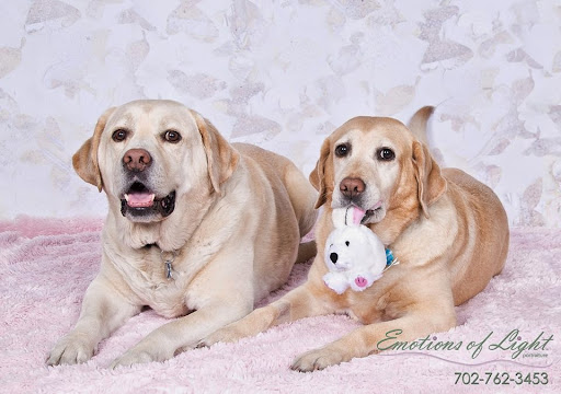 Pet Supply Store «Paw Prints Pet Supplies», reviews and photos, 1000 N Green Valley Pkwy, Henderson, NV 89074, USA