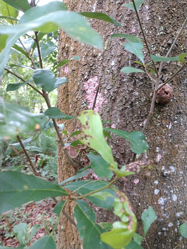 Park «Lutz Dog Park», reviews and photos, 122 1st Ave SW, Lutz, FL 33548, USA