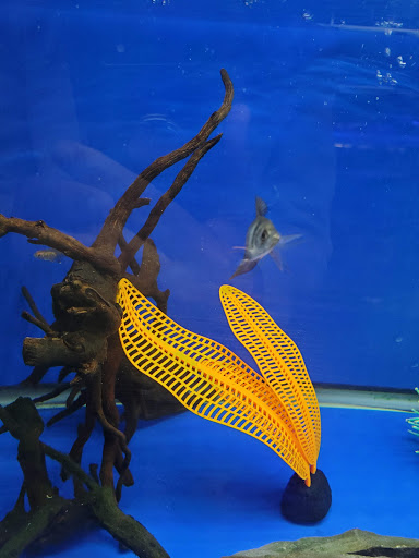 Pet Store «Corals and Fins», reviews and photos, 5011 W Hillsborough Ave, Tampa, FL 33634, USA
