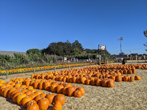 Pumpkin Patch «Spina Farms», reviews and photos, Santa Teresa Blvd, Morgan Hill, CA 95037, USA
