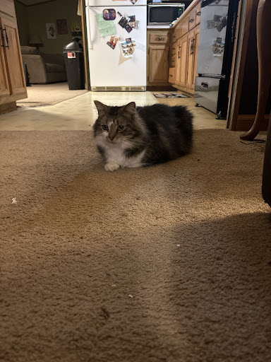 Creekside Veterinary Hospital & Referral Center image