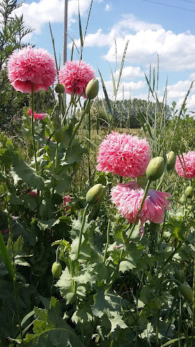 Értékelések erről a helyről: Zabhegyező Lovasiskola, Gyömrő - Iskola