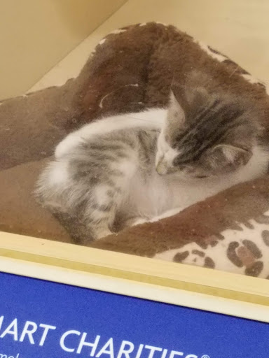 Pet Supply Store «PetSmart», reviews and photos, 625 Baltimore Blvd, Westminster, MD 21157, USA