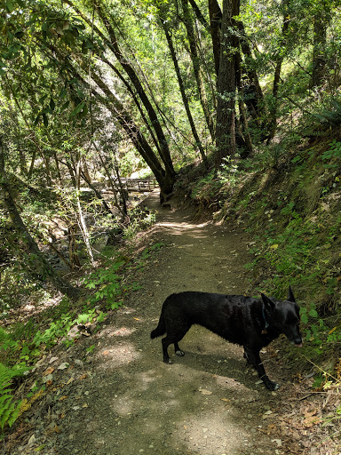 Uvas Canyon County Park image