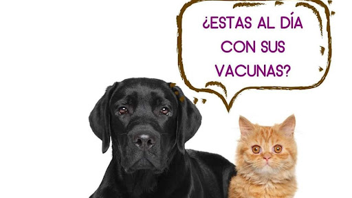 DoctorVet Clínica Veterinaria 24 Horas