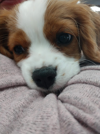 Pet Store «Petland Lancaster», reviews and photos, 1400 River Valley Cir N, Lancaster, OH 43130, USA