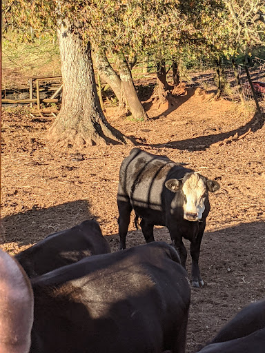 Farm «Warbington Farms (U-Pick Strawberries)», reviews and photos, 5555 Crow Rd, Cumming, GA 30041, USA