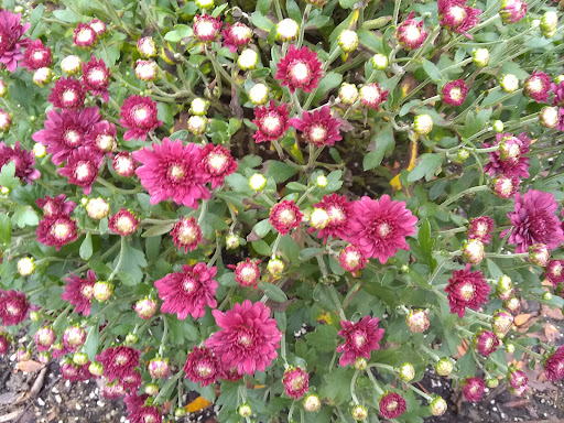 Golf Course «Twin Lakes Golf Course & Recreation Area», reviews and photos, 1200 E Lake Dr, Palatine, IL 60074, USA