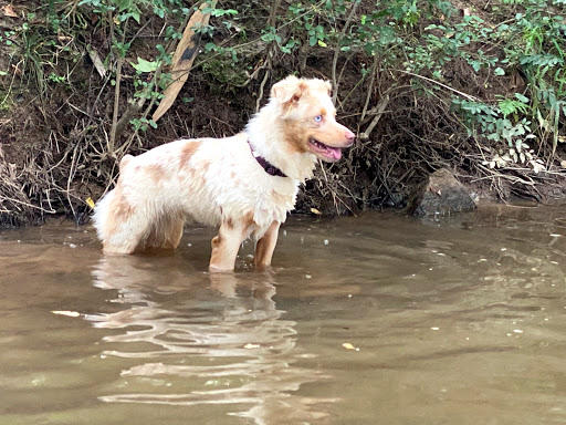 Ice Skating Rink «Pavilion Recreation Complex», reviews and photos, 400 Scottswood Rd, Taylors, SC 29687, USA