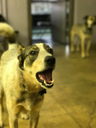 Dog Day Care Center «The Bowhaus Pet Company», reviews and photos, 2472 E Colorado Blvd, Pasadena, CA 91107, USA
