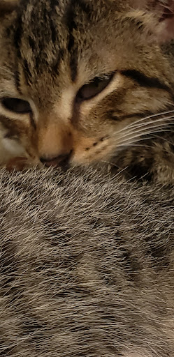 Pet Supply Store «Petco Animal Supplies», reviews and photos, 15895 Pines Blvd, Pembroke Pines, FL 33028, USA