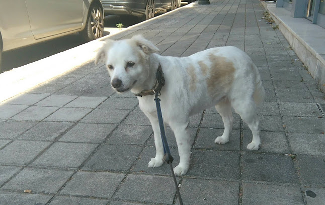 Clínica Veterinária - Mania dos Bichos