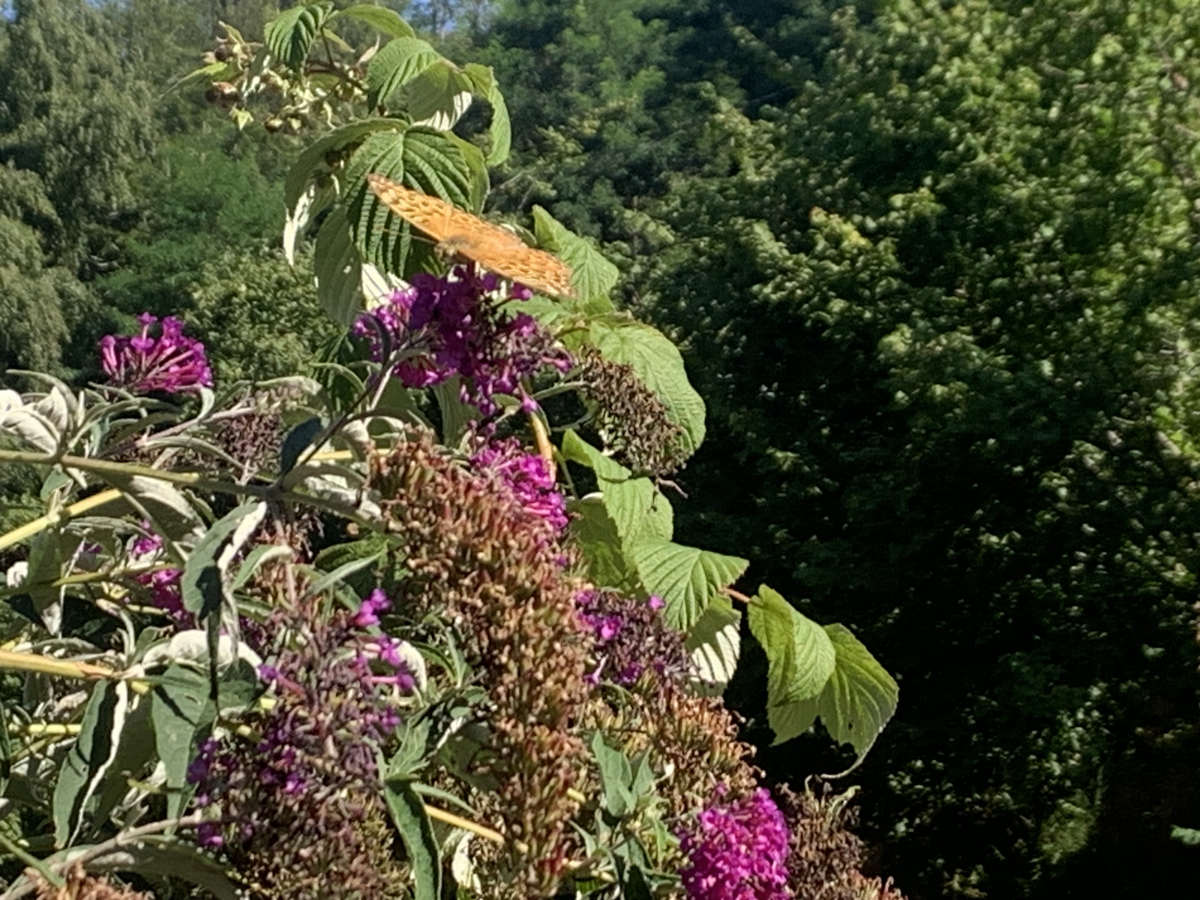 Photo n° 2 de l'avis de Alexandra.d fait le 29/08/2023 à 16:31