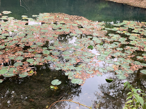 Public Golf Course «Landa Park Golf Course at Comal Springs», reviews and photos, 180 Golf Course Rd, New Braunfels, TX 78130, USA