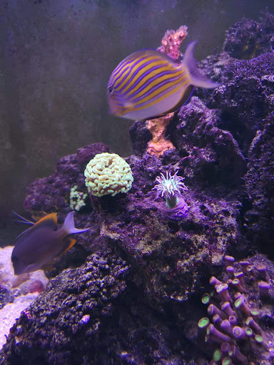 Tropical Fish Store «Ocean Aquarium», reviews and photos, 120 Cedar St, San Francisco, CA 94109, USA