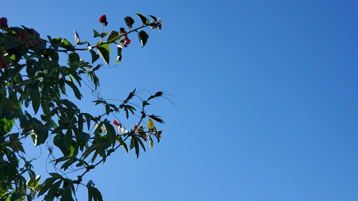 Public Golf Course «Chester Washington Golf Course», reviews and photos, 1818 Charlie Sifford Dr, Los Angeles, CA 90047, USA