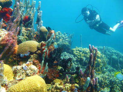 Paraiso Dive Cartagena