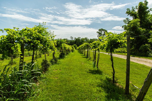 Winery «Carousel Winery», reviews and photos, 6058 Lawrenceport Road, Mitchell, IN 47446, USA