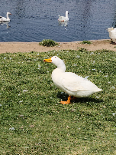 Park «Friendship Park», reviews and photos, 12325 W McDowell Rd, Avondale, AZ 85323, USA