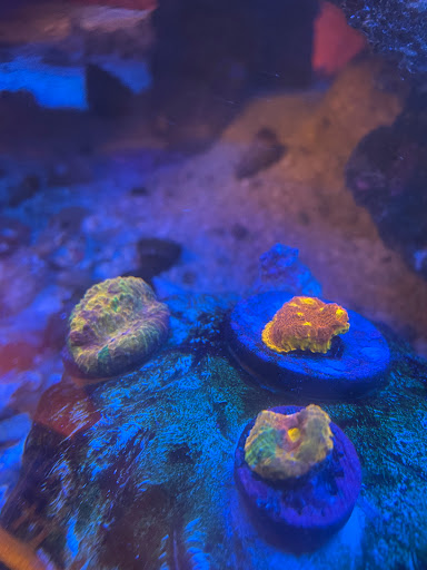 Tropical Fish Store «Fintastic Aquariums», reviews and photos, 3305 NW Main Ave, Jensen Beach, FL 34957, USA