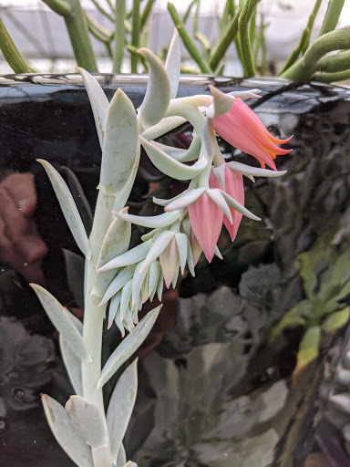 Garden Center «Pike Nurseries», reviews and photos, 6050 Bethelview Rd, Cumming, GA 30040, USA