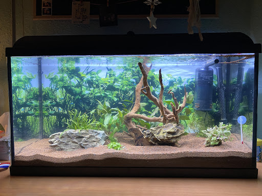 Animal Paradise mascotas