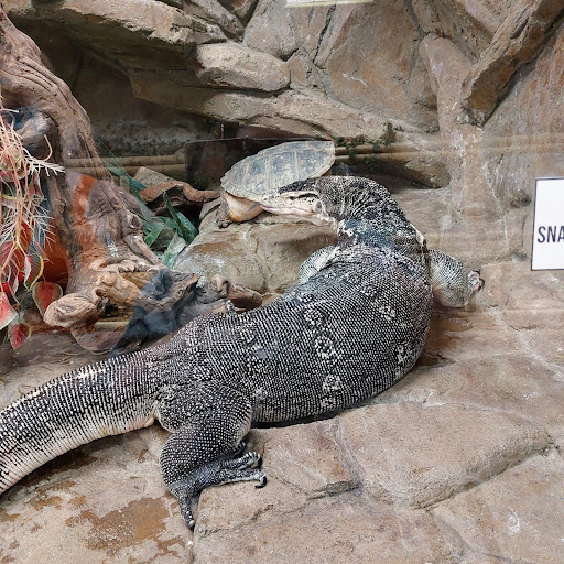 Zoo «The Reptile Zoo», reviews and photos, 18818 Brookhurst St, Fountain Valley, CA 92708, USA