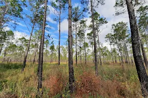 Apalachicola River Wildlife and Environmental Area image