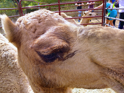 National Park «Waco Mammoth National Monument», reviews and photos, 6220 Steinbeck Bend Dr, Waco, TX 76708, USA