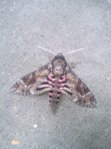 Stadium «Turner Field», reviews and photos, 755 Hank Aaron Dr SE, Atlanta, GA 30315, USA