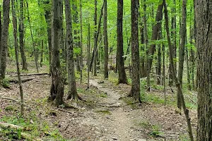 Hinesburg Town Forest image