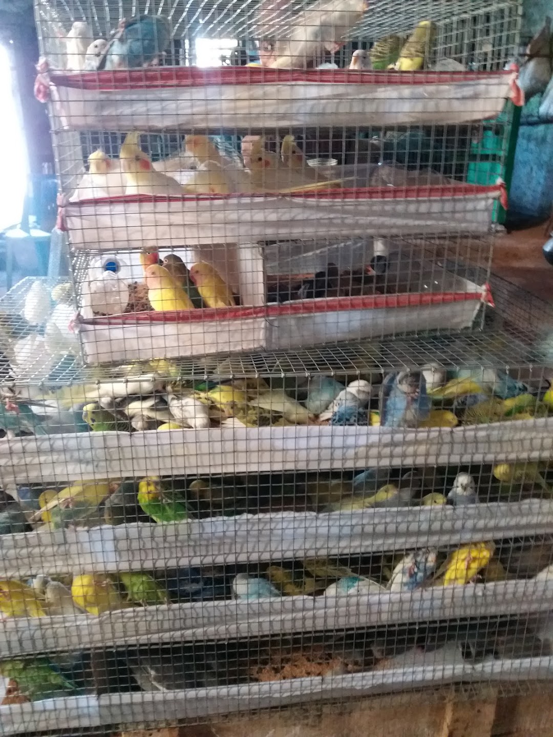 PET KINGDOM