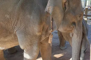 TA LAL NAL Elephant Camp image