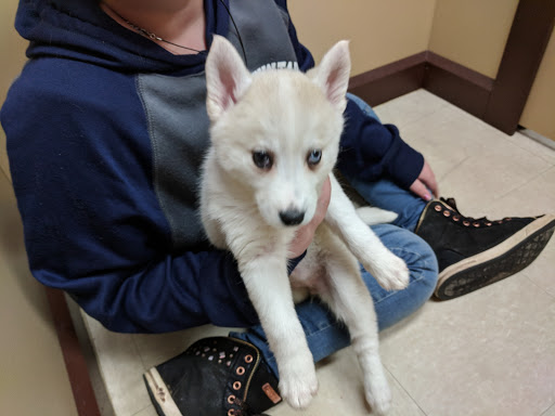 Pet Store «Petland», reviews and photos, 920 Hebron Rd, Heath, OH 43056, USA